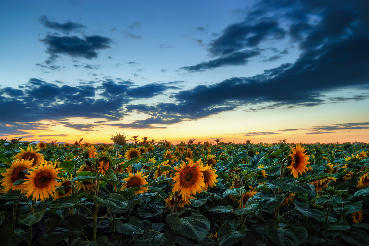 After sunset in the Sunflower field - HDRshooter