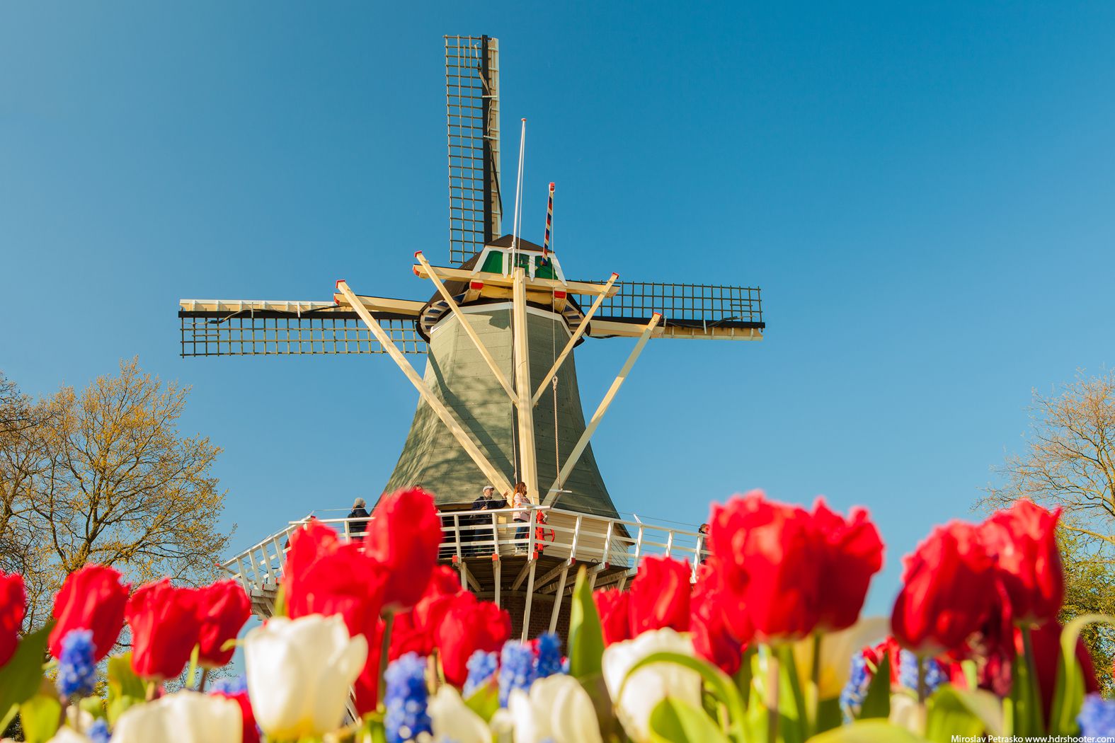 Few more tulips from Keukenhof, Amsterdam - HDRshooter